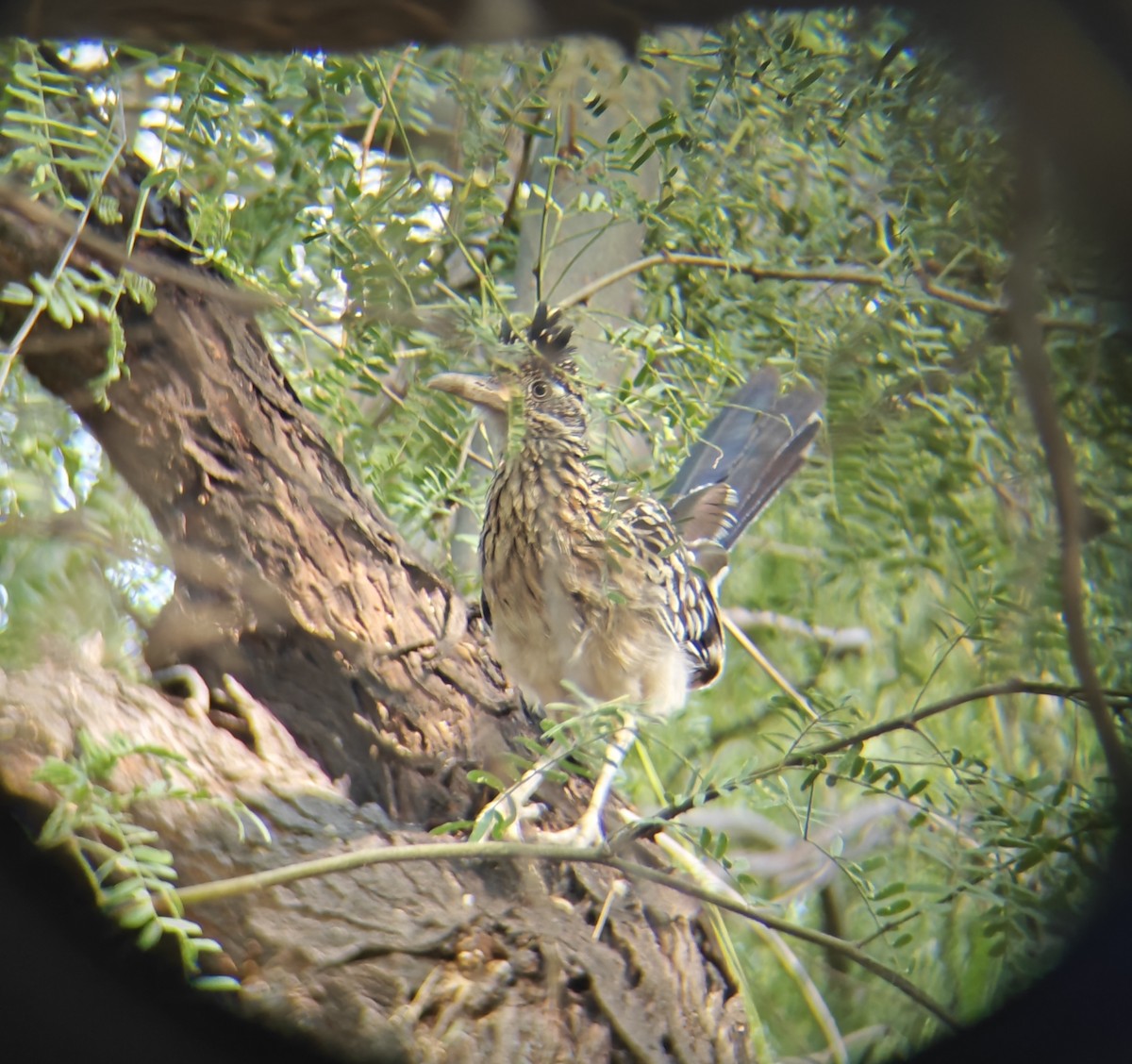 Greater Roadrunner - ML623335640