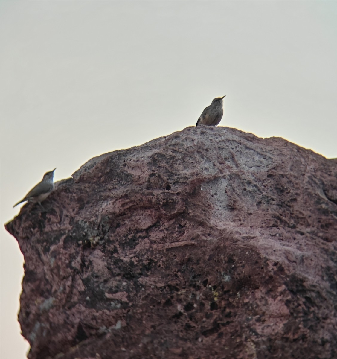 Rock Wren - ML623335658