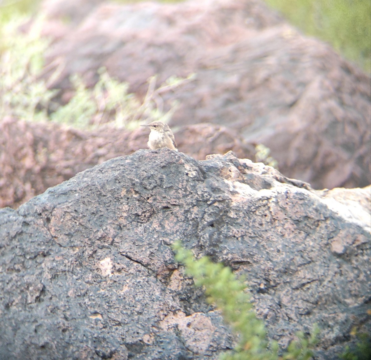 Rock Wren - ML623335661