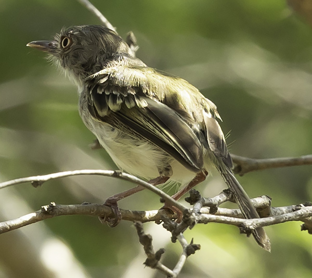 Pearly-vented Tody-Tyrant - David Muth