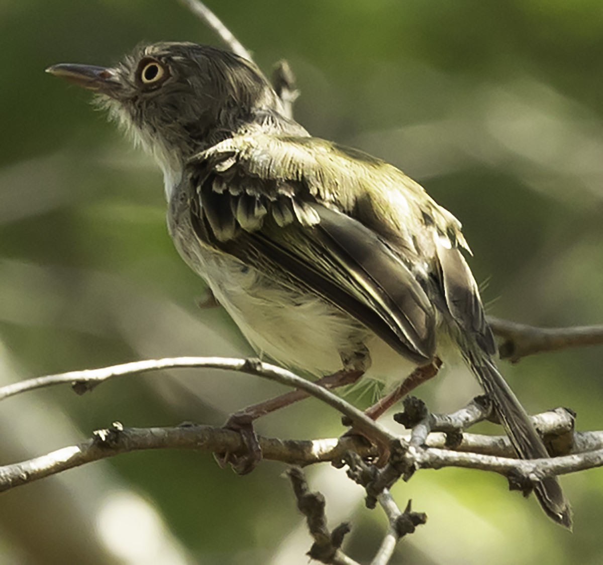 Pearly-vented Tody-Tyrant - ML623335704