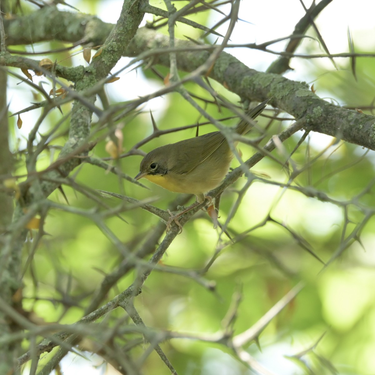 Common Yellowthroat - ML623335796