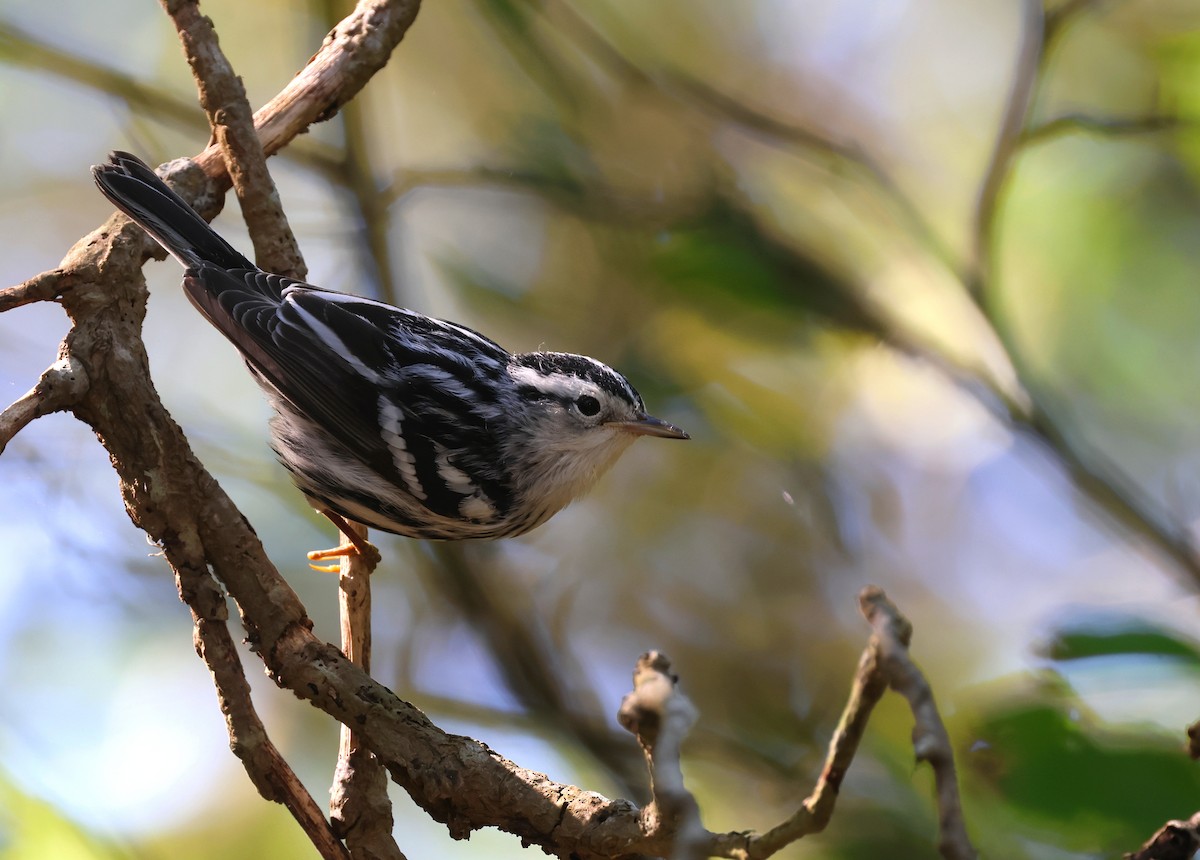 Black-and-white Warbler - ML623335820