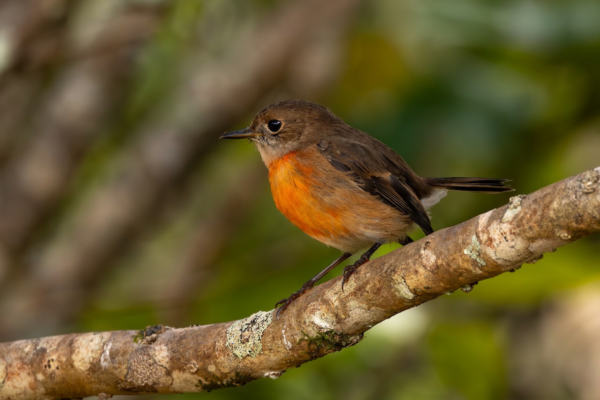 Norfolk Robin - ML623335846