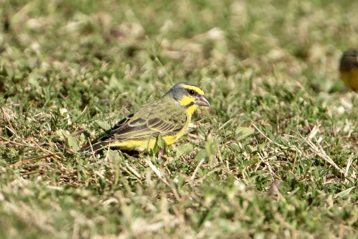 Yellow-fronted Canary - ML623335850