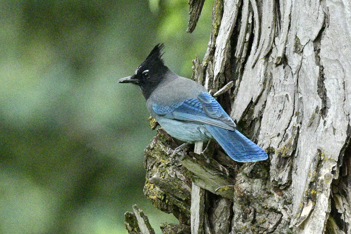 Steller's Jay - ML623335899