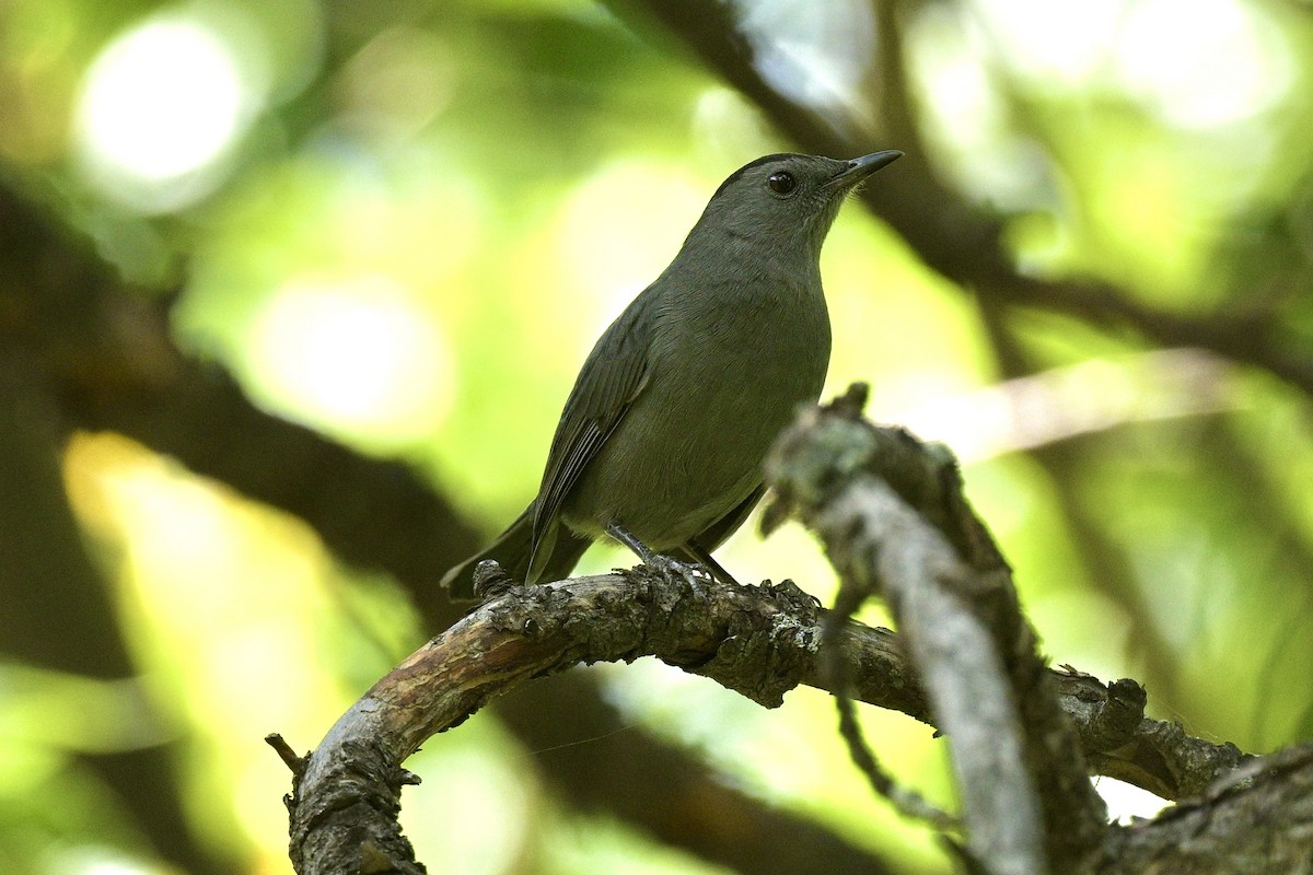 Gray Catbird - ML623335936