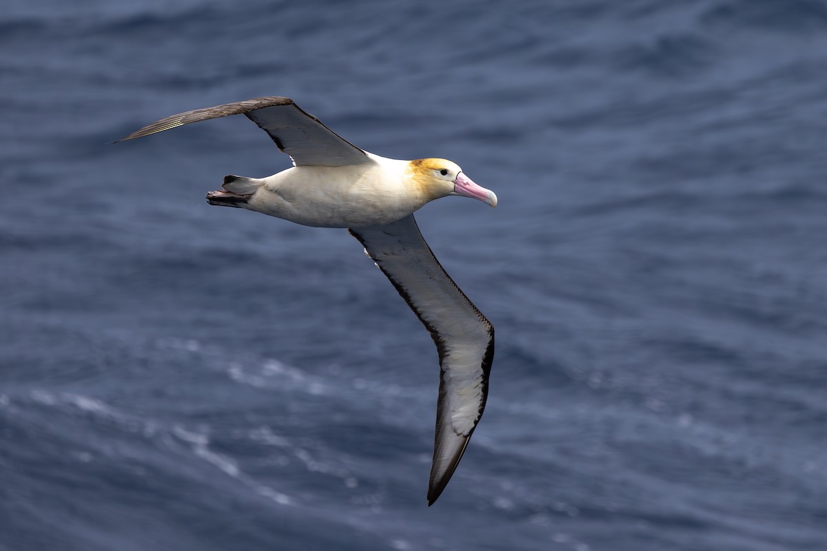 Short-tailed Albatross - ML623335944