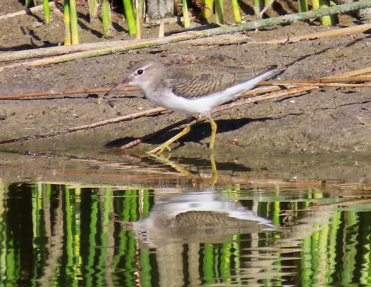 Spotted Sandpiper - Deanna Nichols