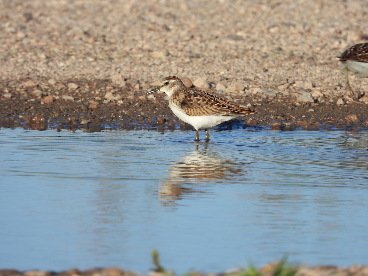 Least Sandpiper - ML623335974