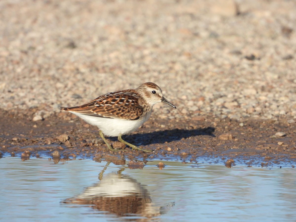 Least Sandpiper - ML623335975