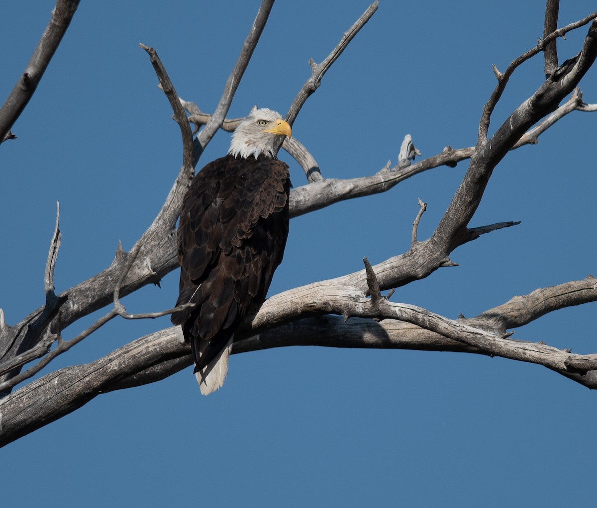 Bald Eagle - ML623335987