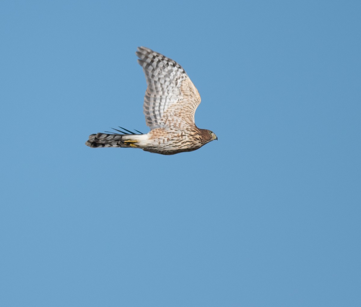 Cooper's Hawk - ML623335991