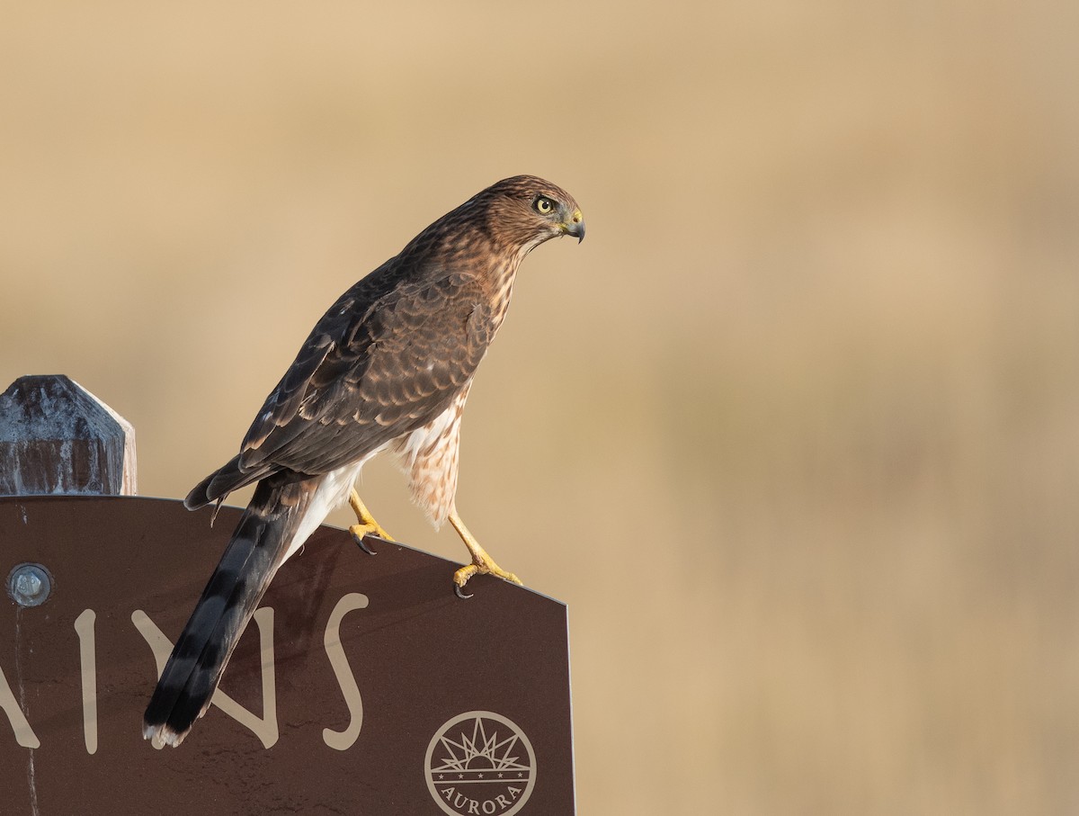 Cooper's Hawk - Ethan Cleveland