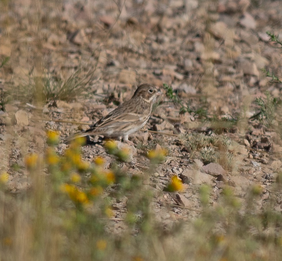 Vesper Sparrow - ML623336001