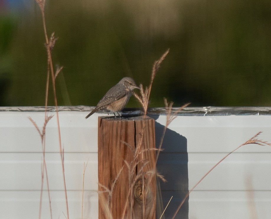 Rock Wren - Ethan Cleveland