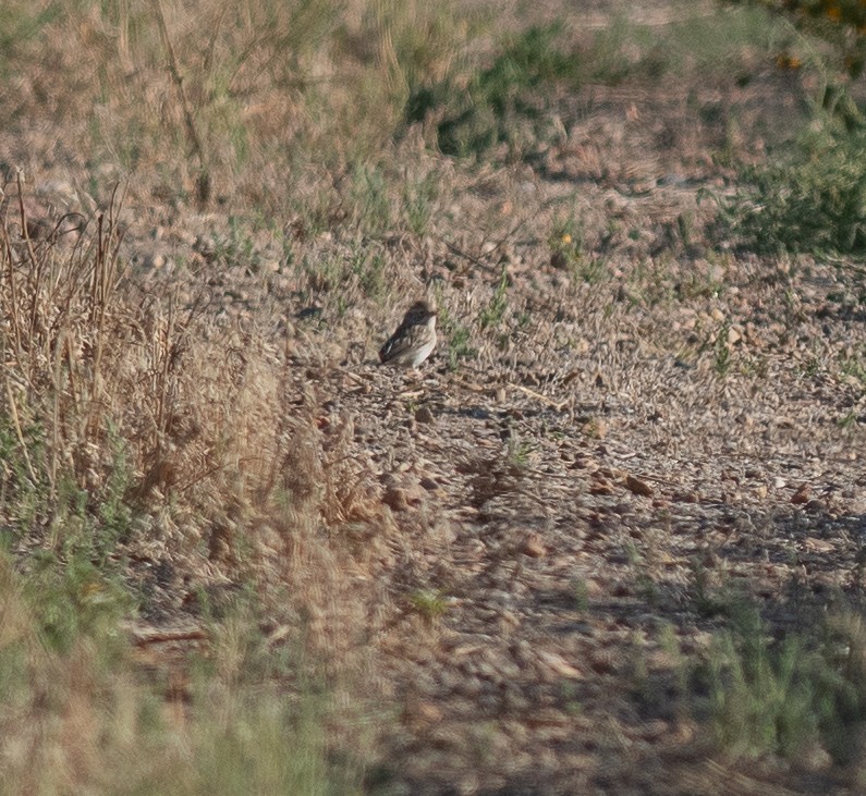 Brewer's Sparrow - ML623336014