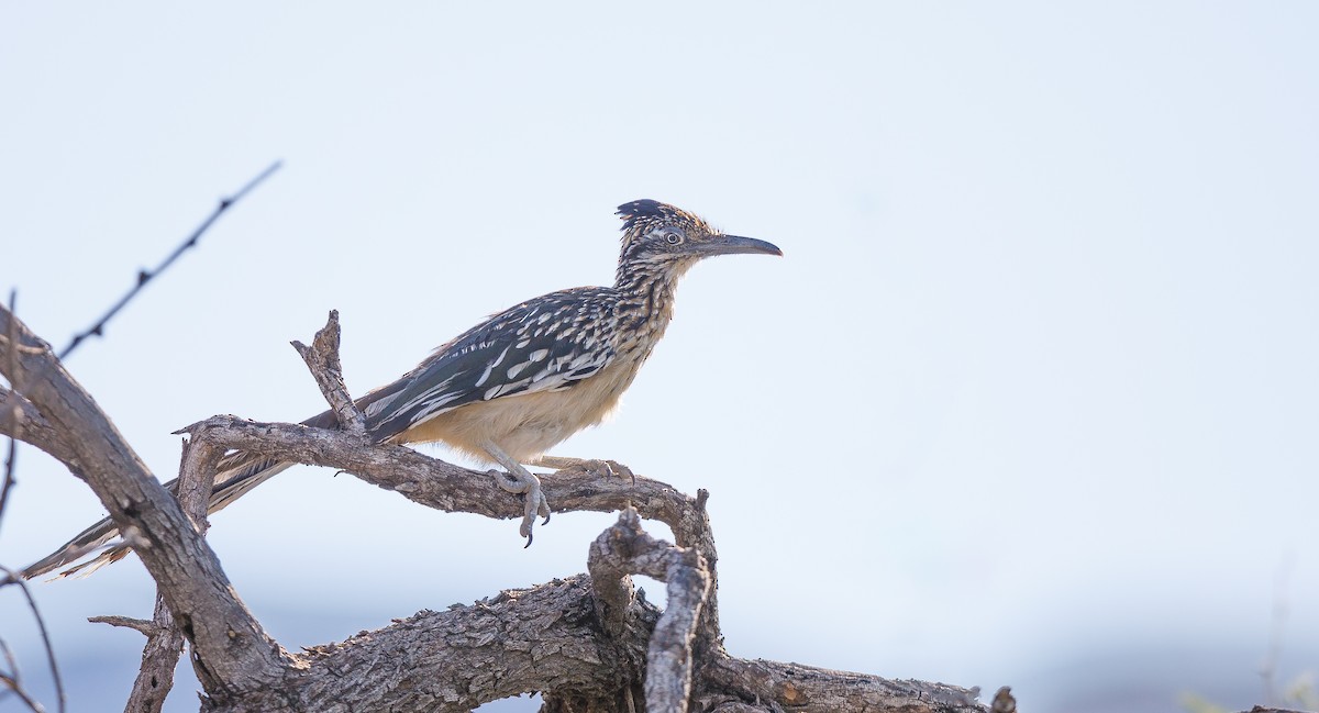 Correcaminos Grande - ML623336103