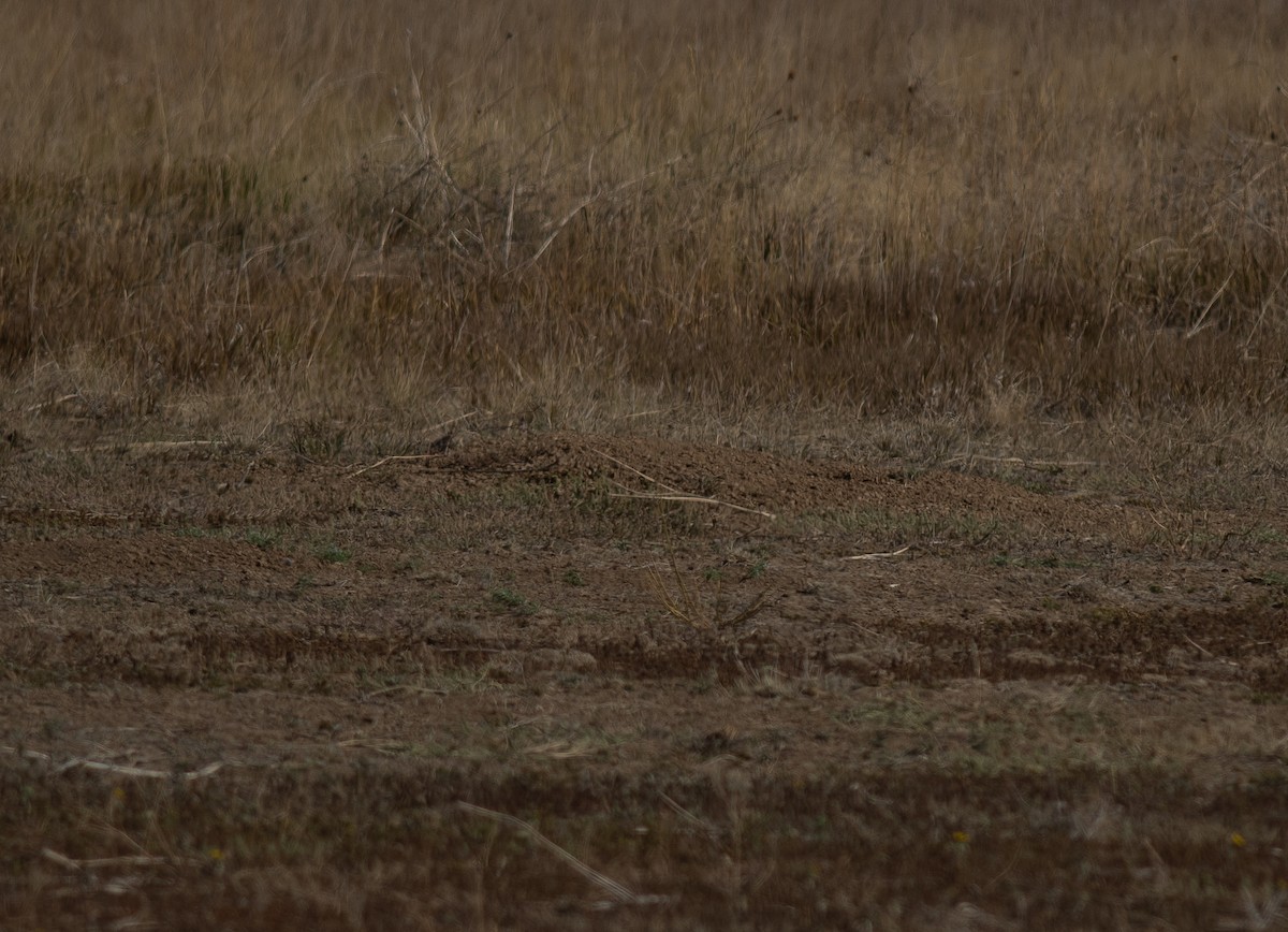 Burrowing Owl - ML623336170