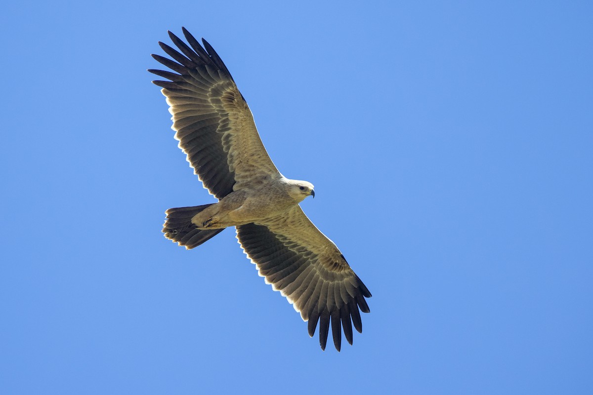 Tawny Eagle - Mathieu Bally