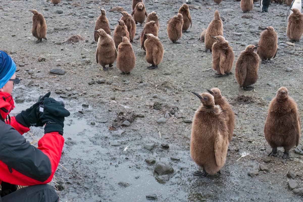 King Penguin - ML623336225