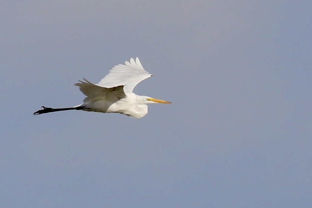 Great Egret - ML623336300