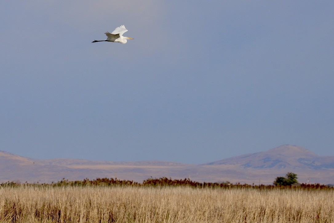 Great Egret - JoAnn Dalley