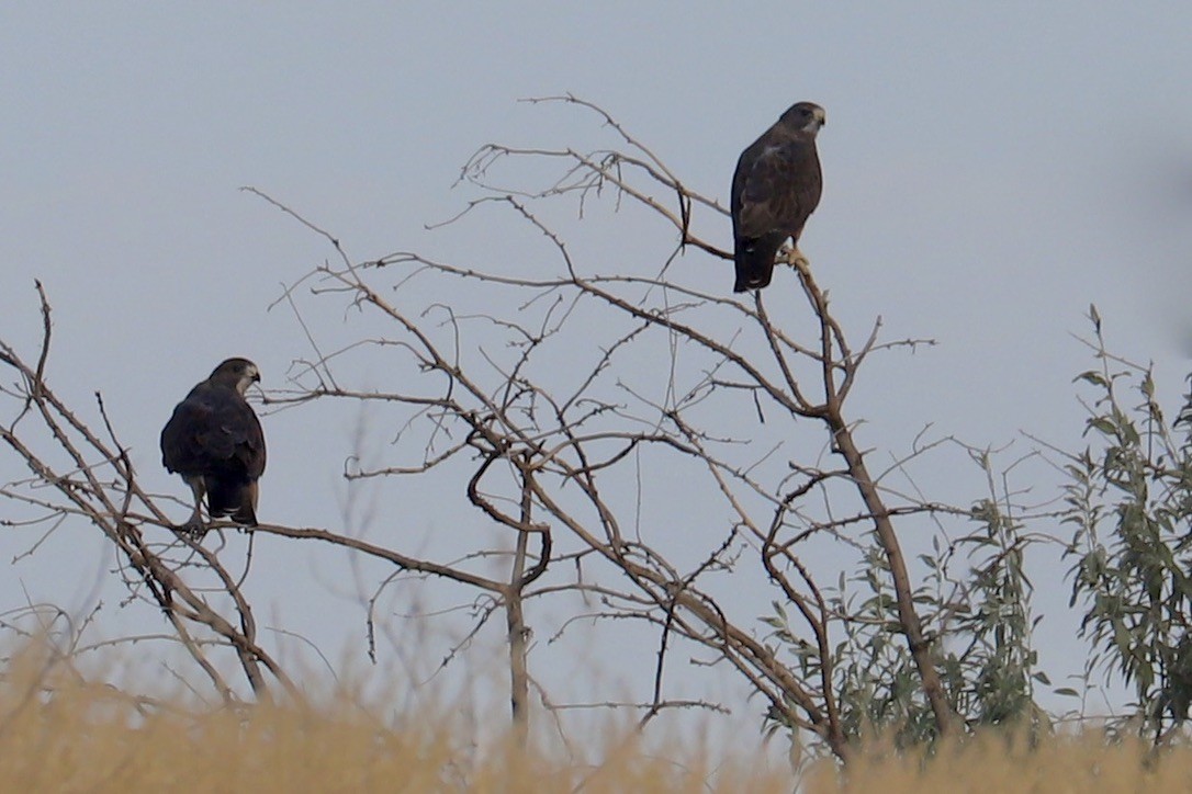 Swainson's Hawk - ML623336315