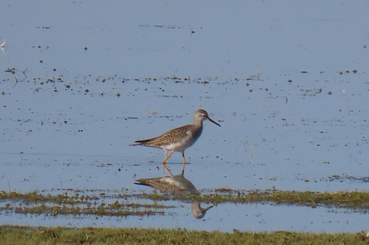 Lesser Yellowlegs - David Orth-Moore