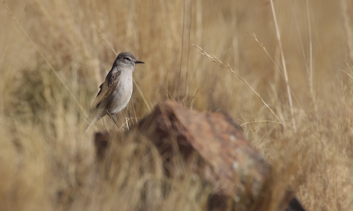 Cinereous Ground-Tyrant - ML623336386