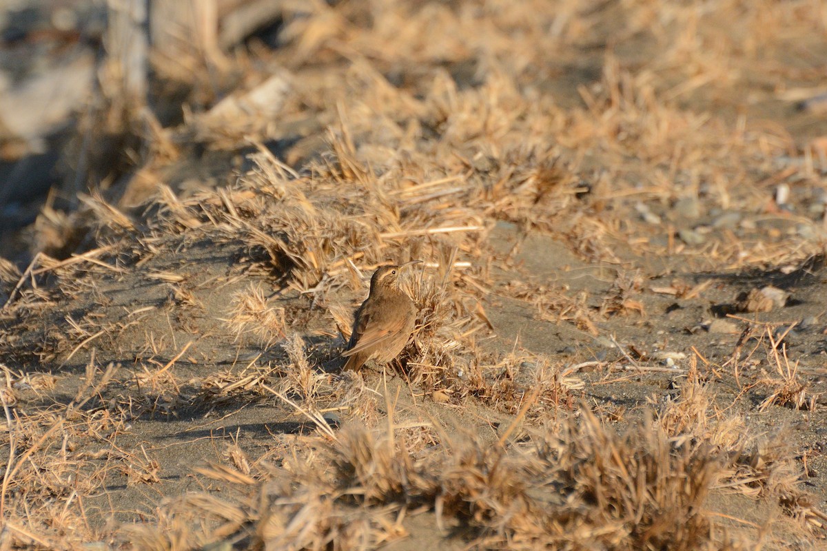 Scale-throated Earthcreeper - Felipe de Groote Páez