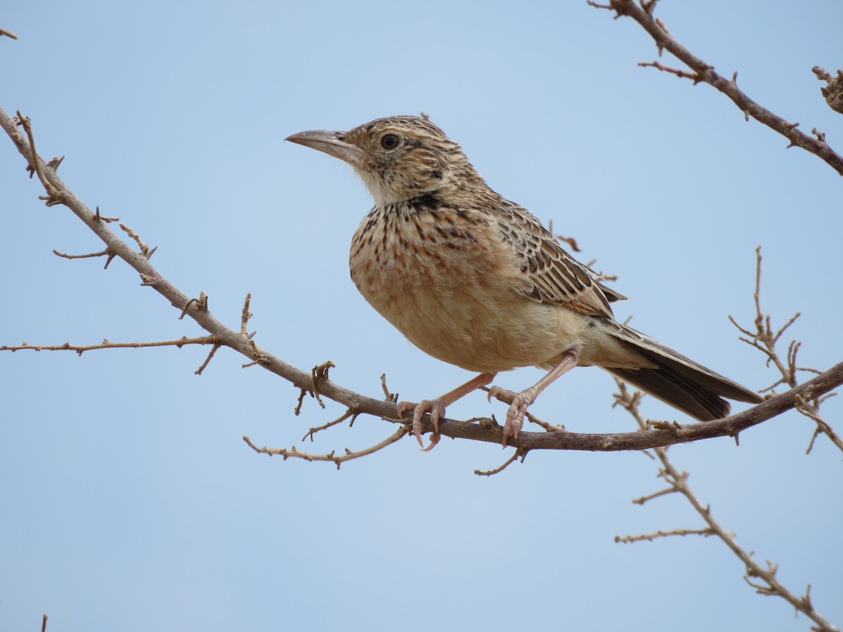 Red-winged Lark - ML623336461