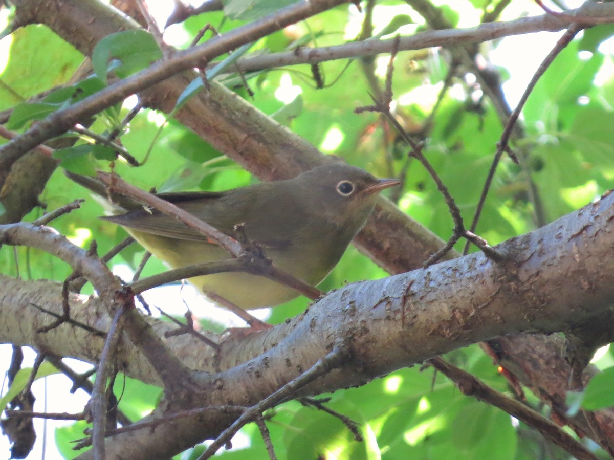 Connecticut Warbler - ML623336463