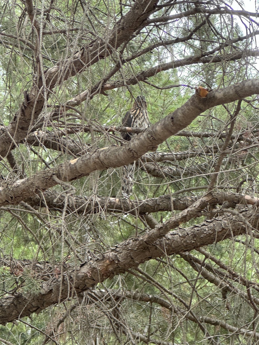 Cooper's Hawk - ML623336486