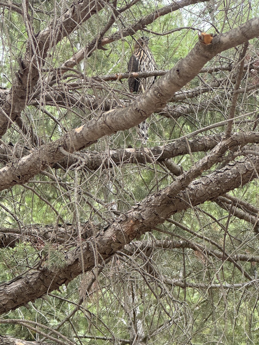Cooper's Hawk - ML623336487