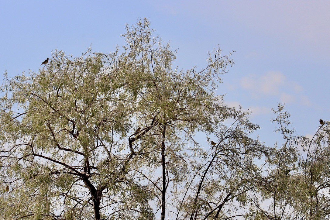 Western Meadowlark - ML623336508