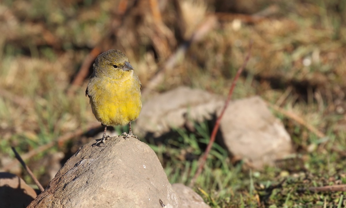 Greenish Yellow-Finch - ML623336612