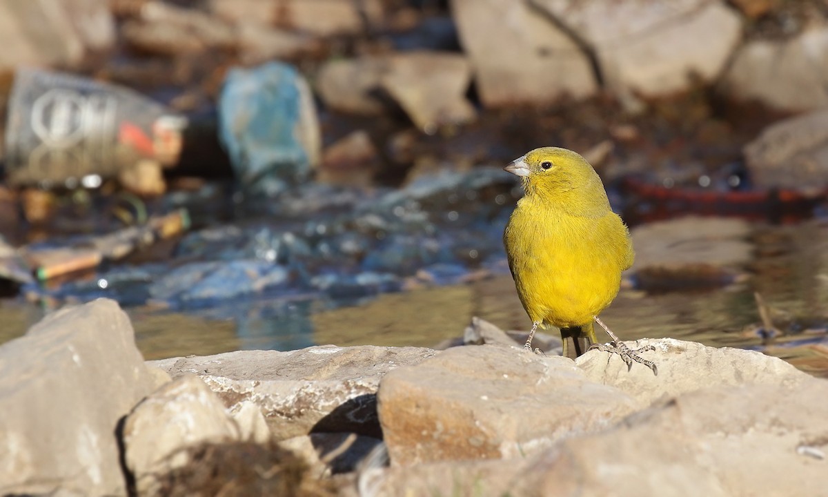 Greenish Yellow-Finch - ML623336613