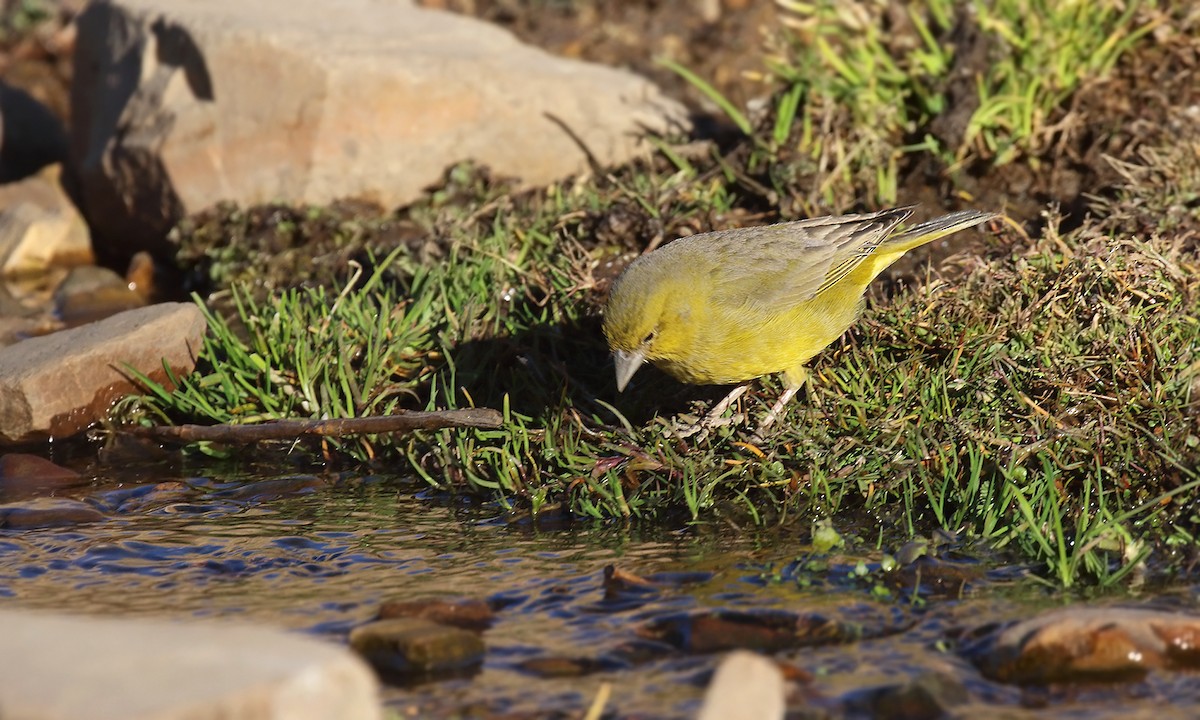 Greenish Yellow-Finch - ML623336615