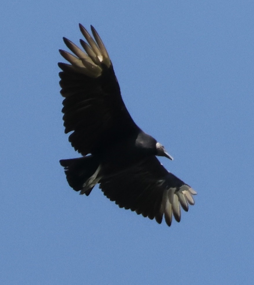 Black Vulture - ML623336636