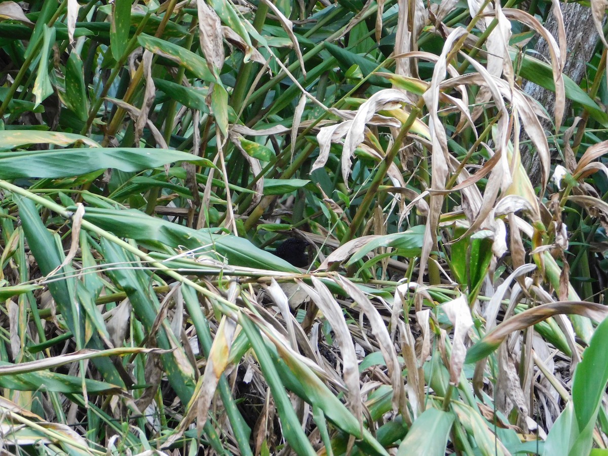 Large-tailed Antshrike - ML623336726