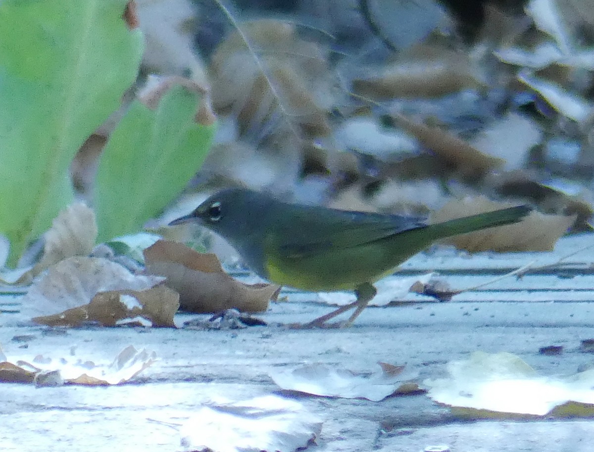 MacGillivray's Warbler - ML623336727