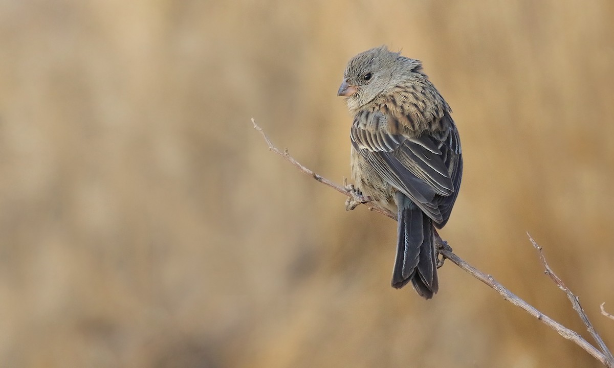 Plain-colored Seedeater - ML623336729