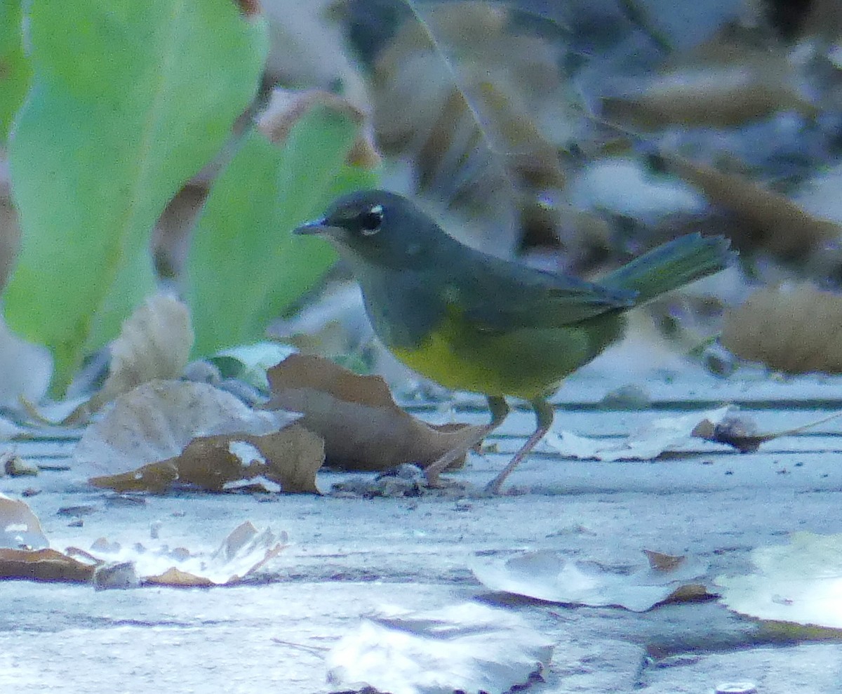 MacGillivray's Warbler - ML623336731