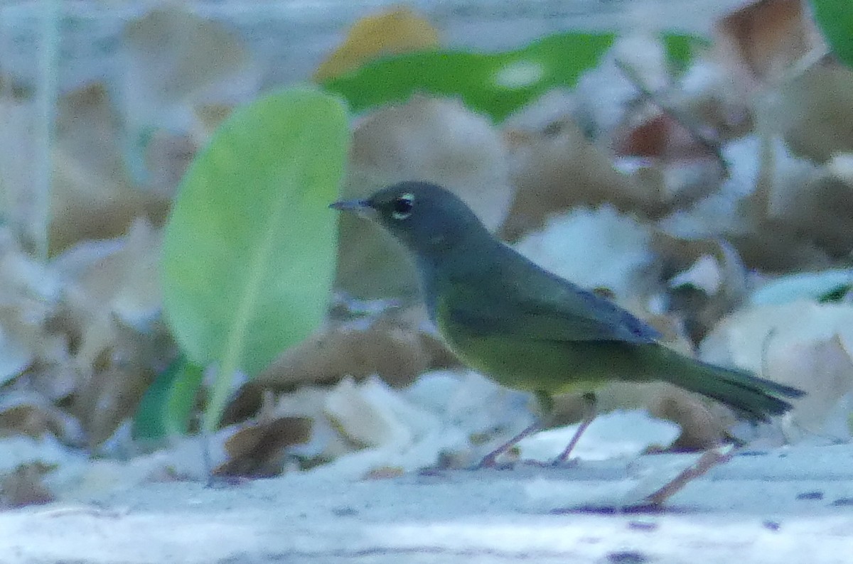 MacGillivray's Warbler - ML623336733