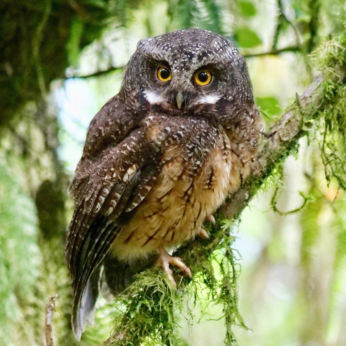 White-throated Screech-Owl - Valerie Gebert