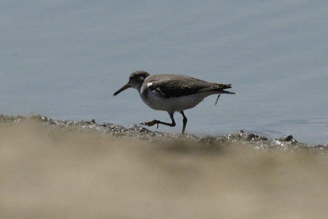 Spotted Sandpiper - ML623336769