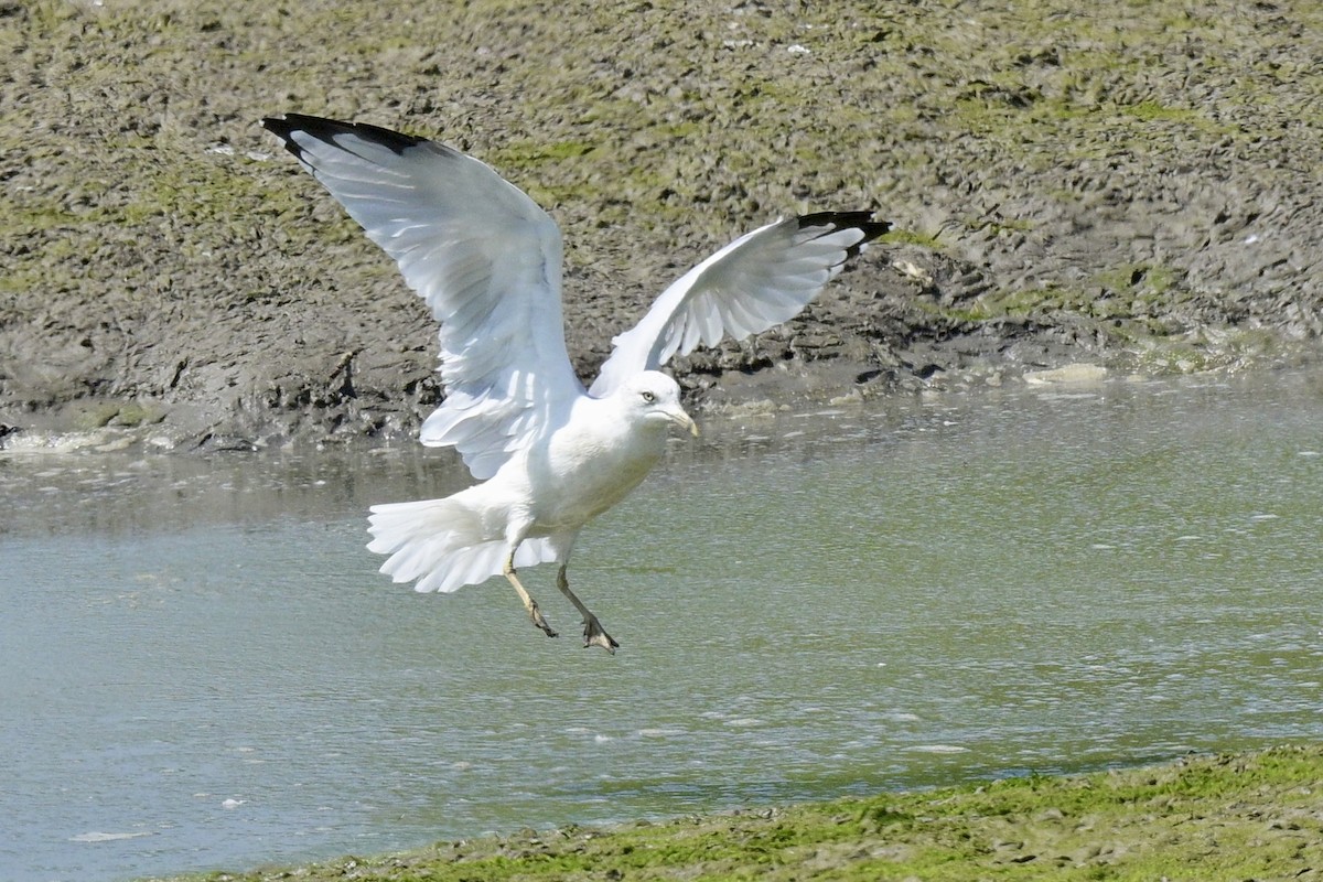 Ring-billed Gull - ML623336776