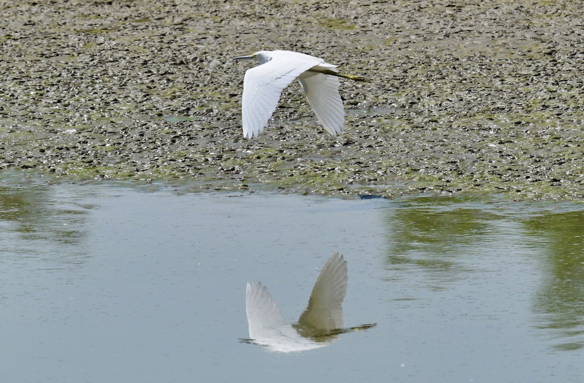 Snowy Egret - ML623336788