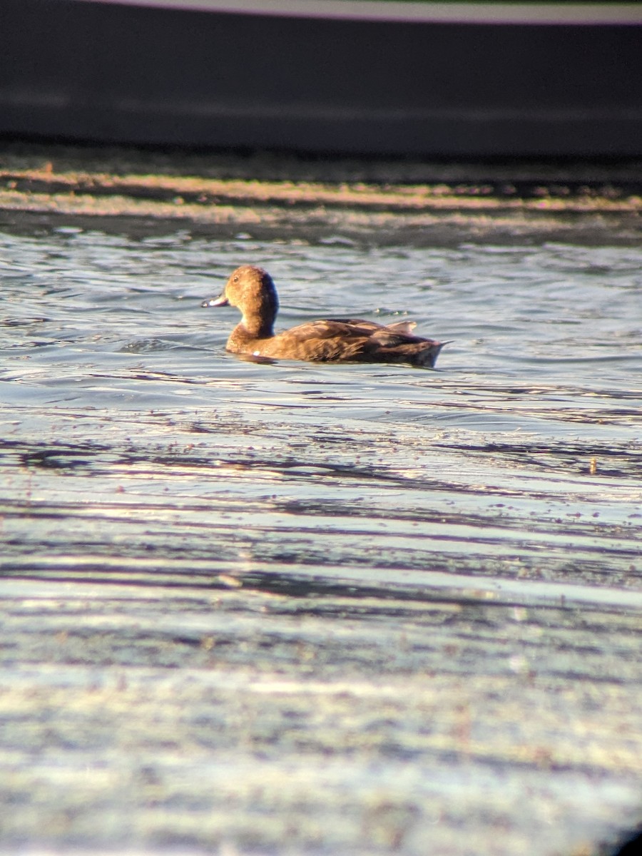 Redhead - ML623336864